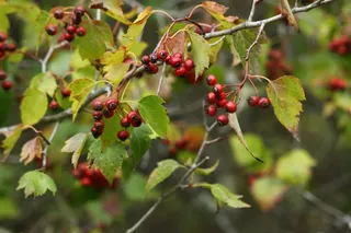 Hawthorn — Washington (Crataegus phaenopyrum) — foliage