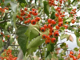 Washington Hawthorn (Crataegus phaenopyrum), habit