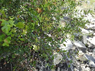Green: Winter King Hawthorn (Crataegus viridis), bloom