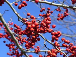 Hawthorn — Green – 'Winter King'