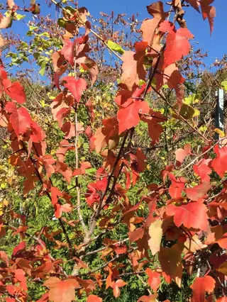 Hawthorn — Green – 'Winter King' (Crataegus viridis) — mature form