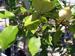 Hawthorn — Green – 'Winter King' (Crataegus viridis) — foliage