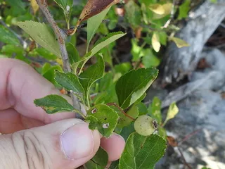 Hawthorn — Green – 'Winter King' (Crataegus viridis) — fall color