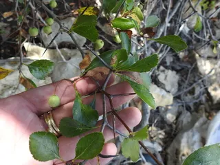 Hawthorn — Green – 'Winter King' (Crataegus viridis) — habit