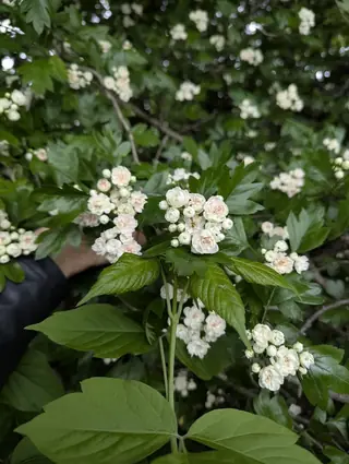 Hawthorn — 'Toba'