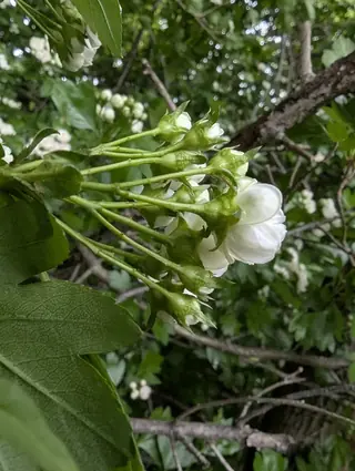 Hawthorn — 'Toba' (Crataegus x mordenensis) — mature form