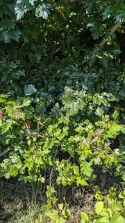 Hawthorn — 'Toba' (Crataegus x mordenensis) — foliage