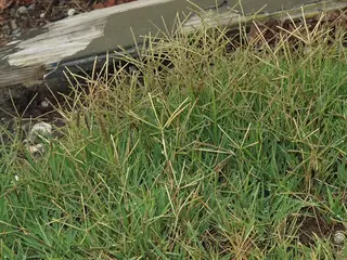 DOG TUFF™ grass