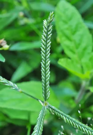 DOG TUFF™ grass (Cynodon 'PWIN04S') — mature form