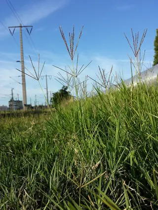 DOG TUFF™ grass (Cynodon 'PWIN04S') — foliage
