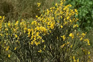 SPANISH GOLD® broom