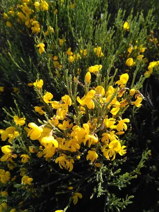 SPANISH GOLD® broom (Cytisus purgans) — mature form