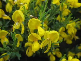 SPANISH GOLD® broom (Cytisus purgans) — foliage