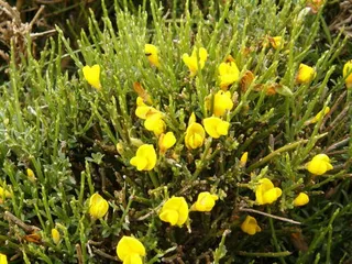 SPANISH GOLD® broom (Cytisus purgans) — bloom