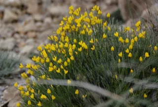 SPANISH GOLD® broom (Cytisus purgans) — fall color