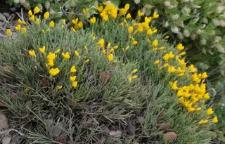 SPANISH GOLD® broom (Cytisus purgans) — habit