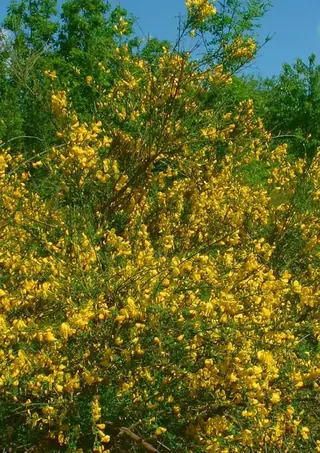 Lena broom (Cytisus 'Lena'), bloom
