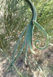 Lena broom (Cytisus 'Lena') — mature form