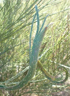 Lena broom (Cytisus 'Lena') — foliage