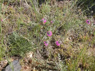 Purple Prairie Clover
