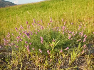 Purple Prairie Clover (Dalea purpurea), mature form