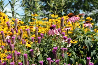 Purple Prairie Clover (Dalea purpurea) — mature form