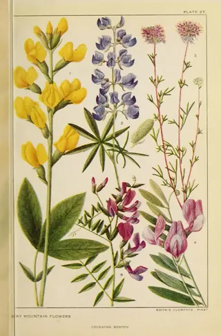 Purple Prairie Clover (Dalea purpurea) — foliage