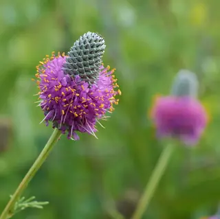 Purple Prairie Clover (Dalea purpurea), fall color