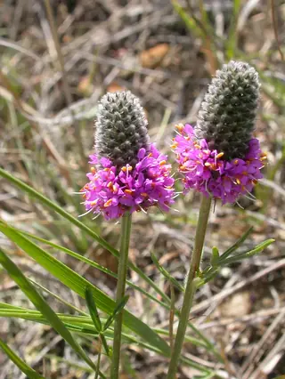 Purple Prairie Clover (Dalea purpurea), habit