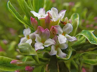 Burkwood daphne (Daphne x burkwoodii 'Carol Mackie'), habit
