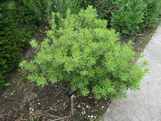 Burkwood daphne (Daphne x burkwoodii 'Carol Mackie'), mature form