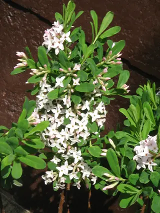 Burkwood daphne
