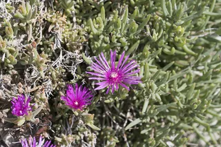 Purple ice plant