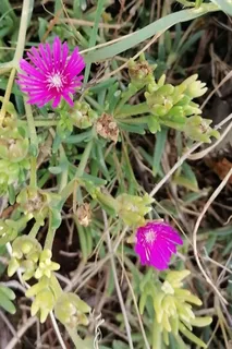 Fire Spinner ice plant (Delosperma 'Fire Spinner') — mature form
