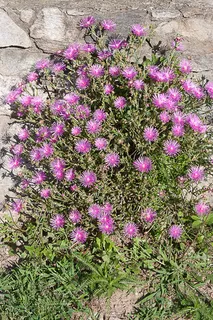 Fire Spinner ice plant (Delosperma 'Fire Spinner') — foliage