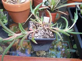 STARBURST™ ice plant