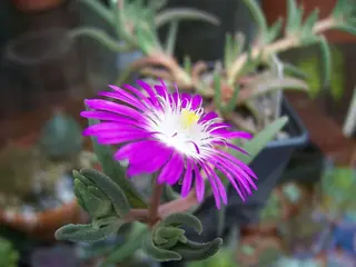 STARBURST™ ice plant (Delosperma floribundum) — mature form
