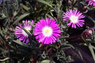 STARBURST™ ice plant (Delosperma floribundum) — foliage