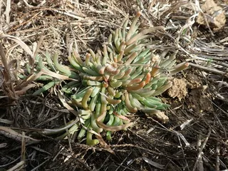 STARBURST™ ice plant (Delosperma floribundum) — bloom