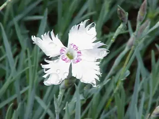 FIRST LOVE Dianthus