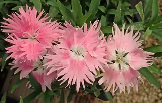 FIRST LOVE Dianthus (Dianthus 'First Love') — mature form