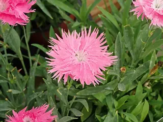 FIRST LOVE Dianthus (Dianthus 'First Love') — foliage