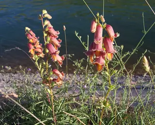 SUNSET Foxglove