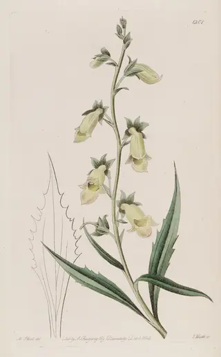 SUNSET Foxglove (Digitalis obscura 'Sunset') — mature form