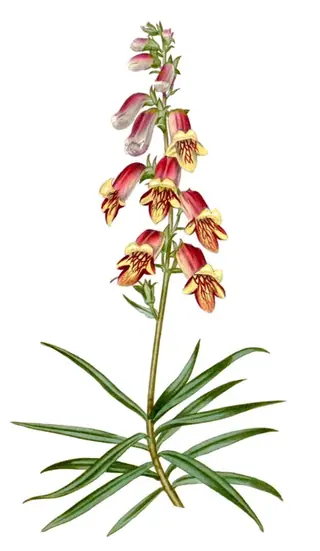 SUNSET Foxglove (Digitalis obscura 'Sunset') — foliage