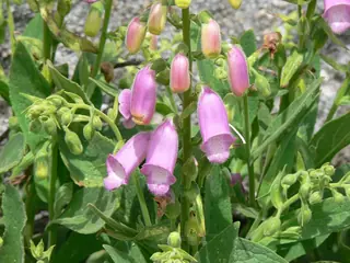 SPANISH PEAKS Foxglove