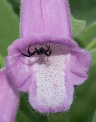 SPANISH PEAKS Foxglove (Digitalis thapsi) — mature form