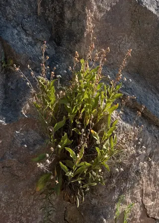 SPANISH PEAKS Foxglove (Digitalis thapsi) — foliage