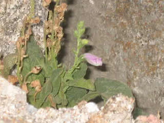 SPANISH PEAKS Foxglove (Digitalis thapsi) — fall color