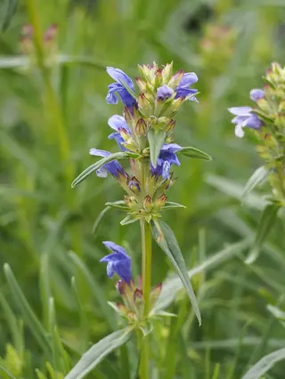 Indigo Blue Dragonhead (Dracocephalum ruyschiana) — mature form